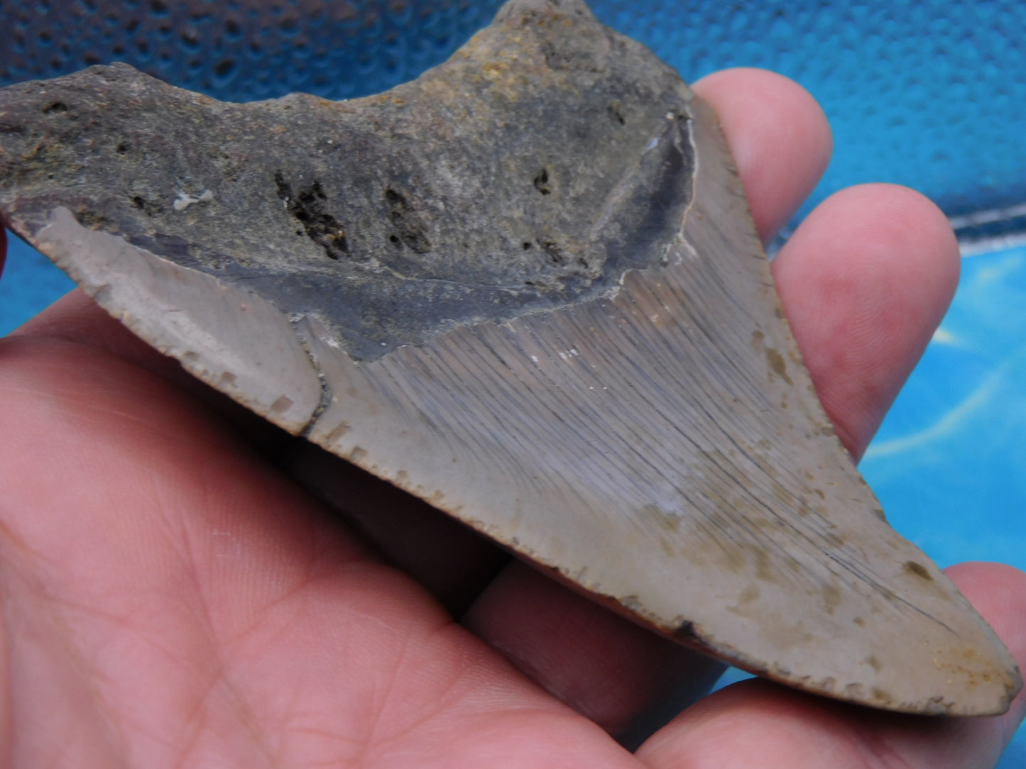 4.1 inch Megalodon Tooth