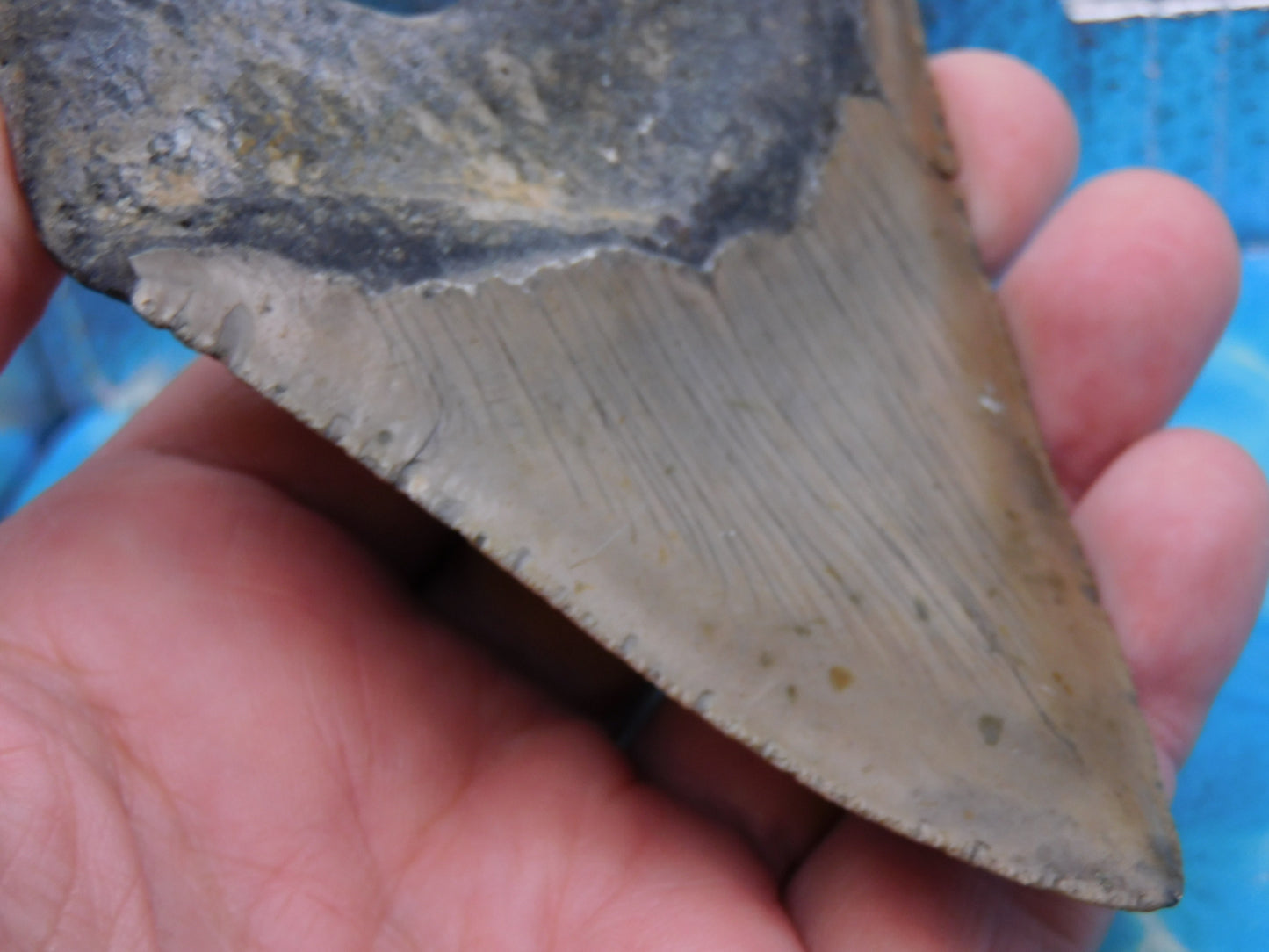 4.33 inch Megalodon Tooth