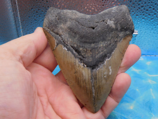 4.33 inch Megalodon Tooth