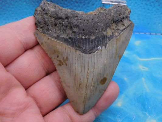 3.34 inch Megalodon Tooth