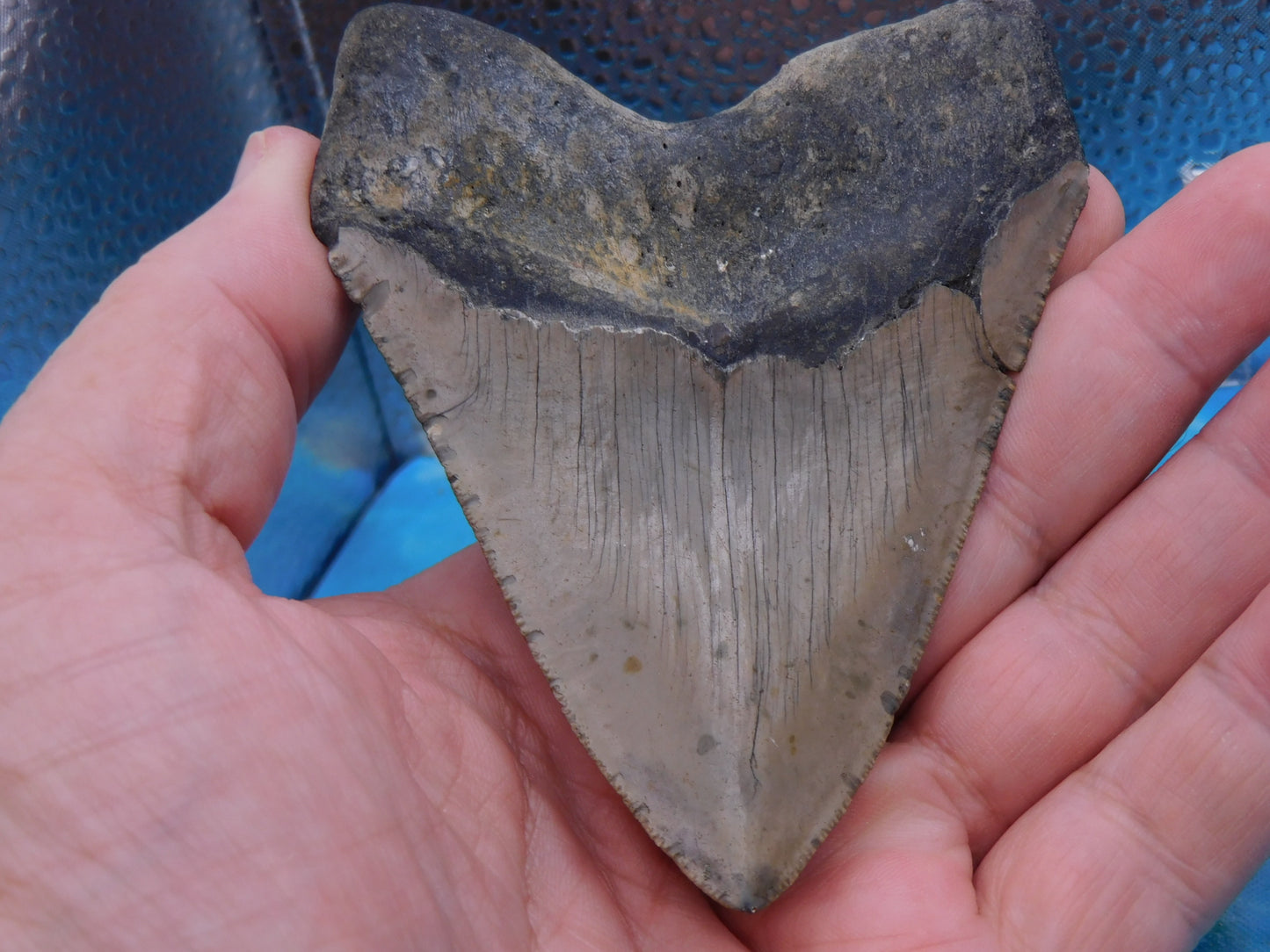 4.33 inch Megalodon Tooth