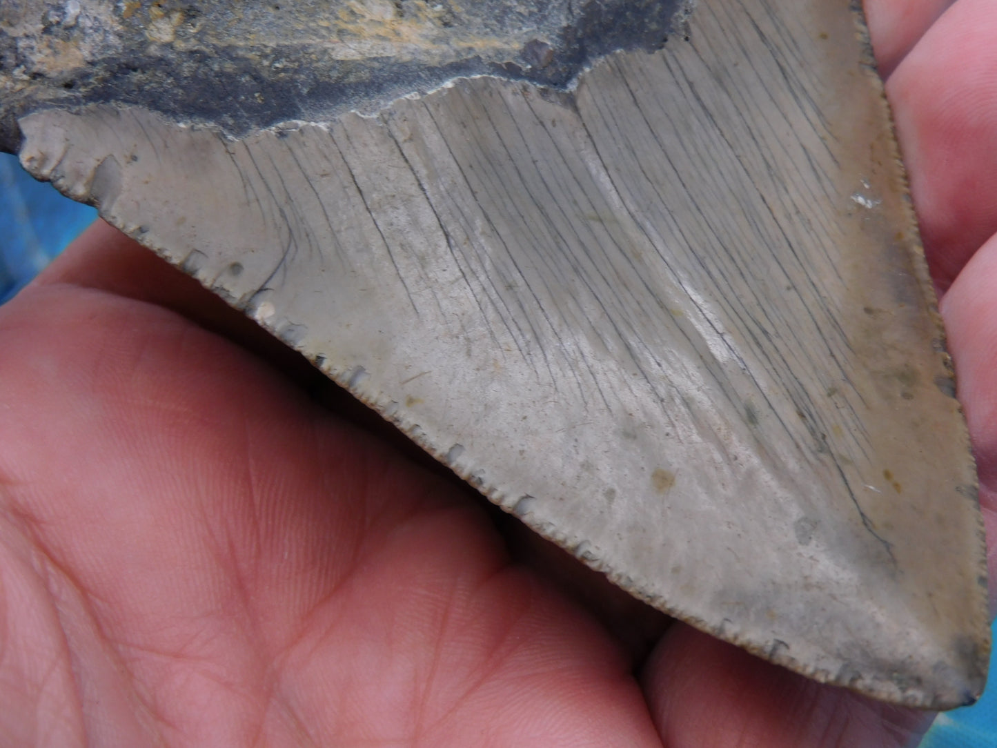 4.33 inch Megalodon Tooth