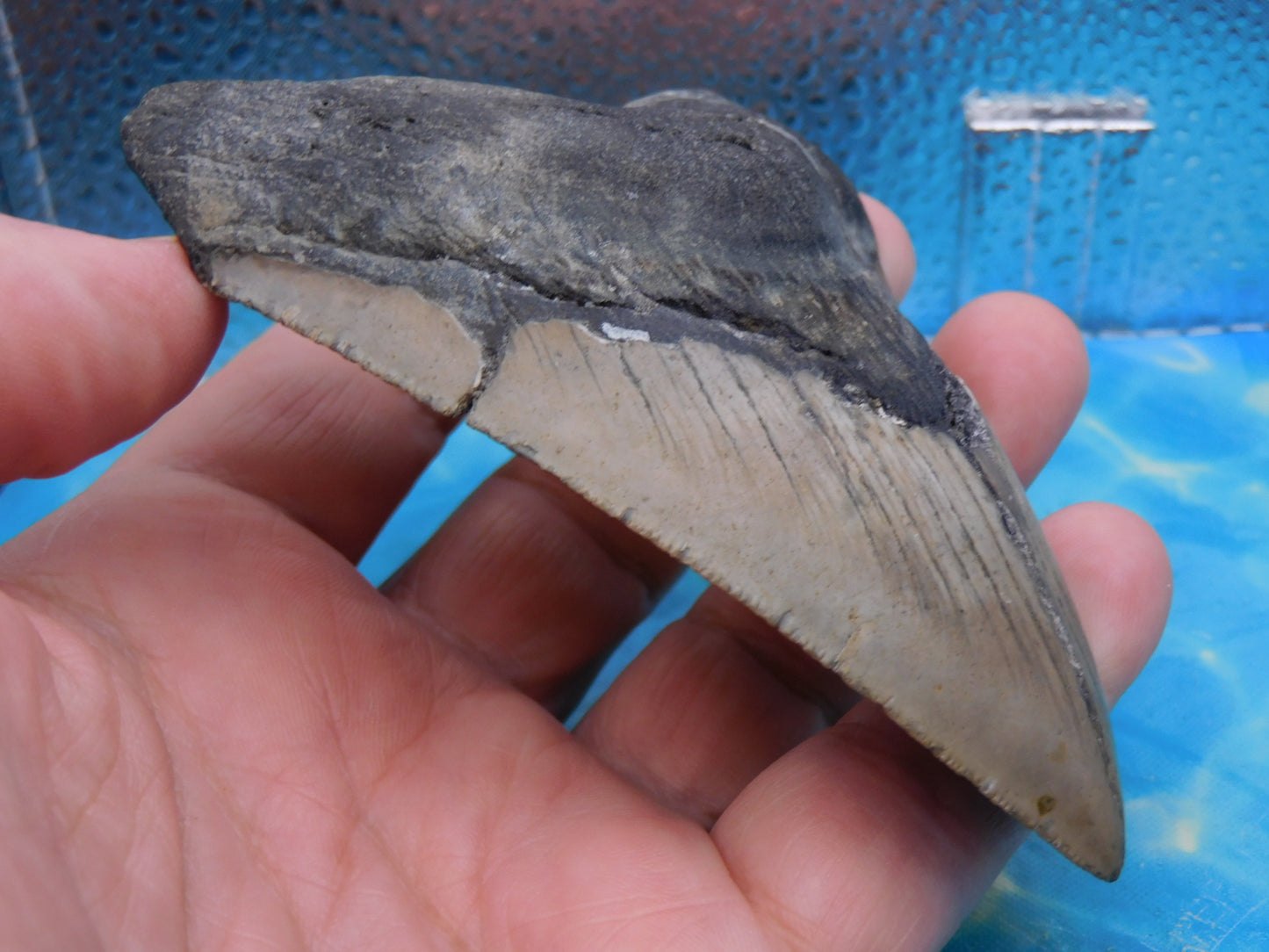 4.33 inch Megalodon Tooth