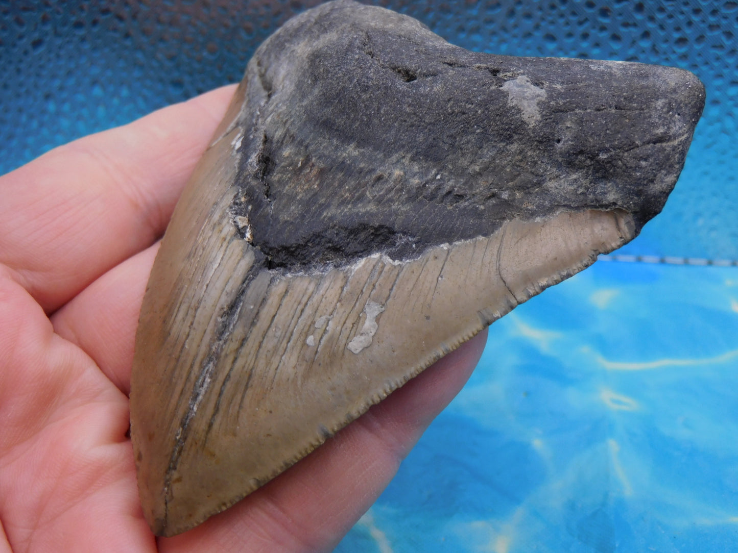 4.33 inch Megalodon Tooth