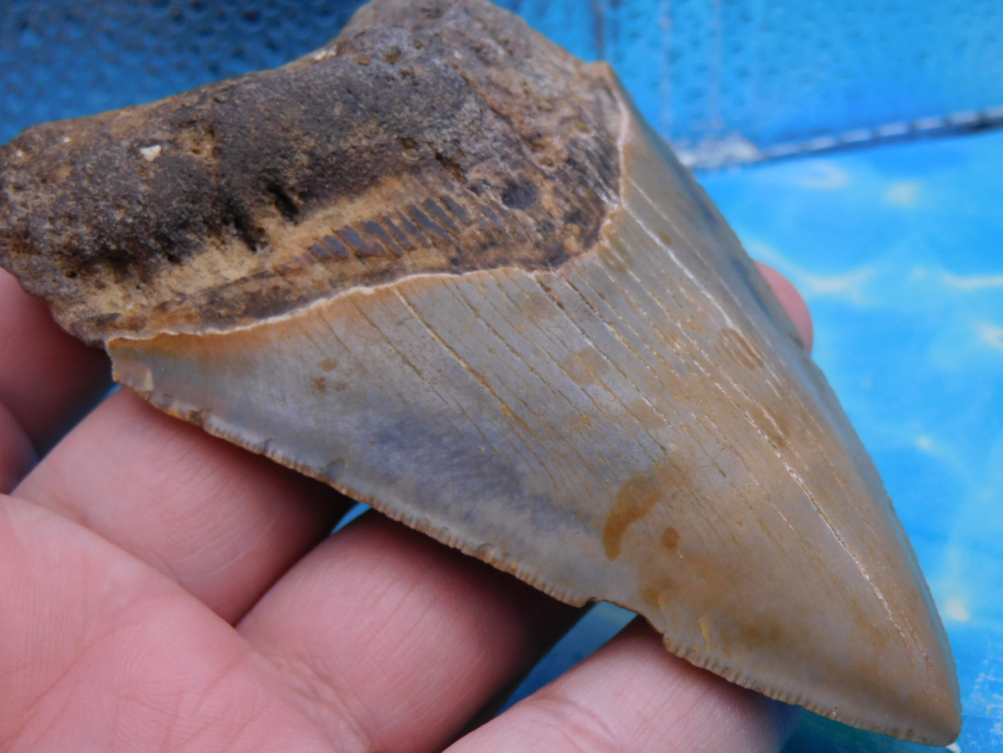 4.1 inch Megalodon Tooth