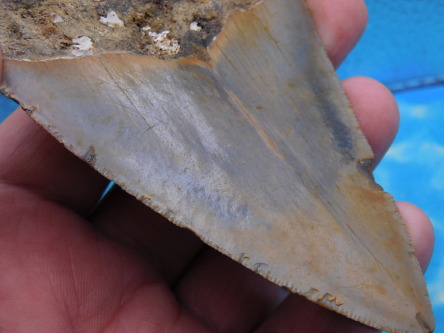 4.1 inch Megalodon Tooth