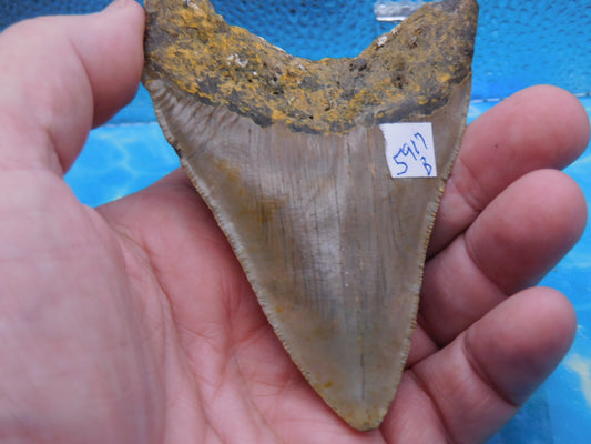 4.1  inch Megalodon Tooth