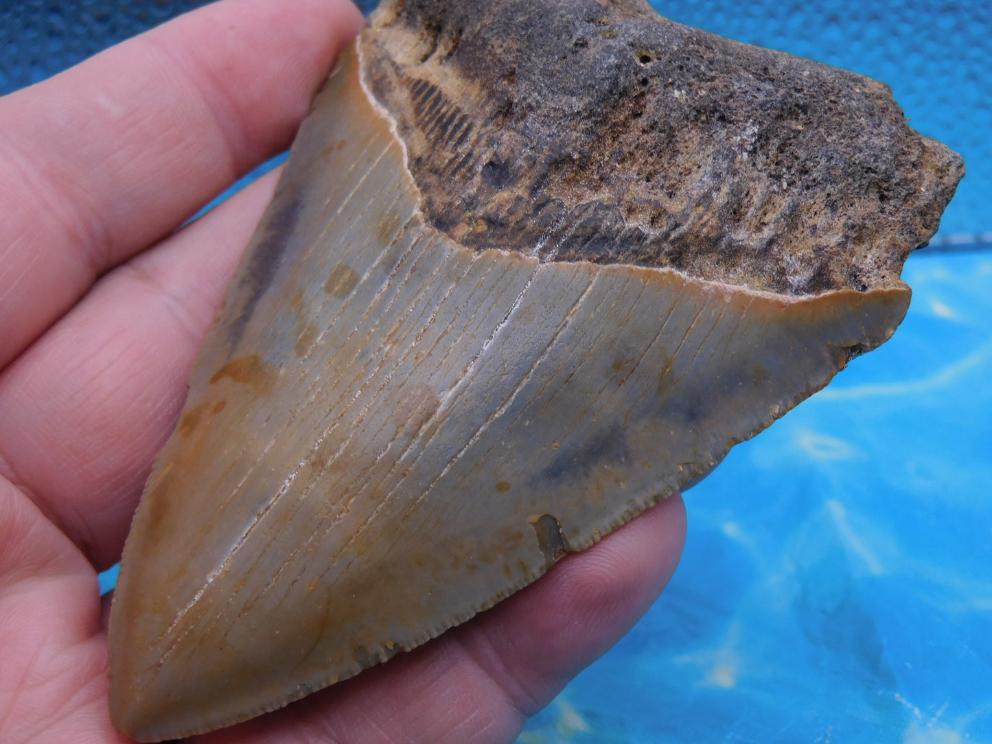 4.1 inch Megalodon Tooth