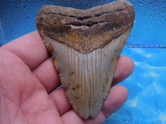 4 inch Brown Megalodon Tooth
