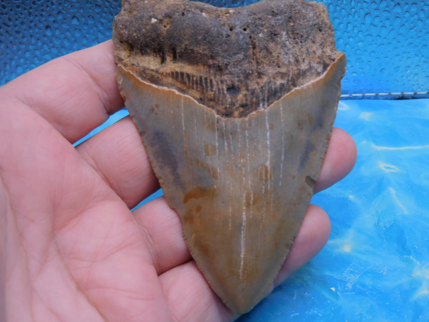 4.1 inch Megalodon Tooth