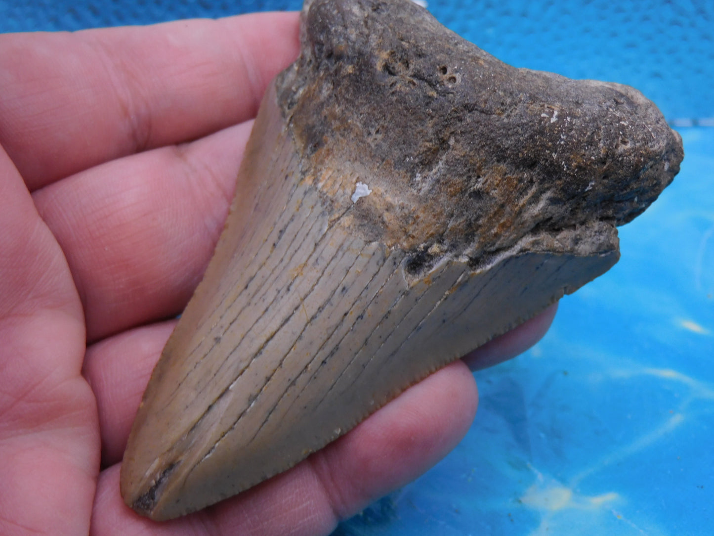 3.6 inch Megalodon Tooth