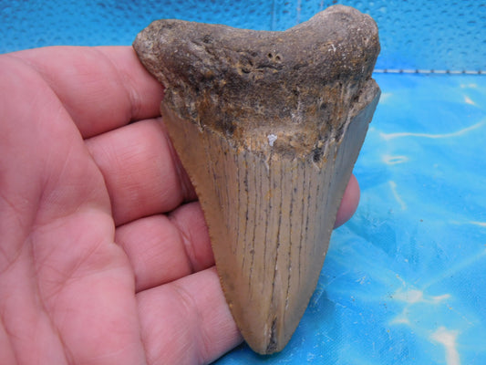 3.6 inch Megalodon Tooth
