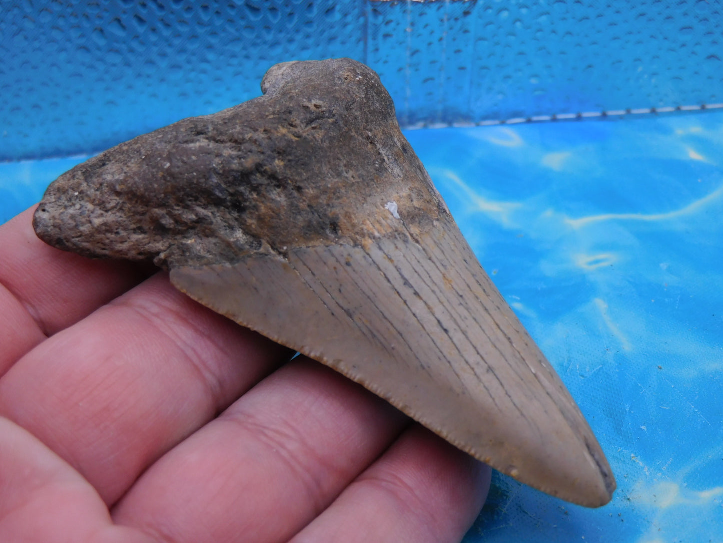 3.6 inch Megalodon Tooth