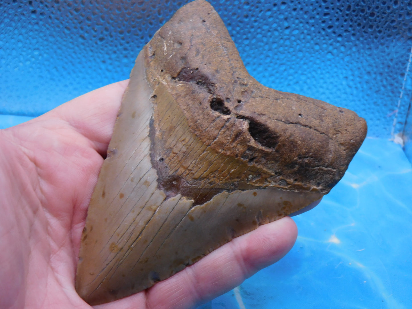 5.2  inch HUGE Megalodon Tooth