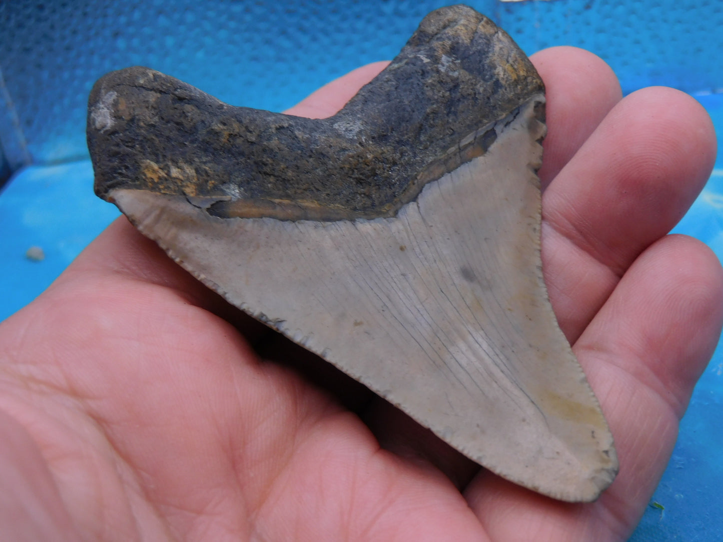 3.4  inch Megalodon Tooth