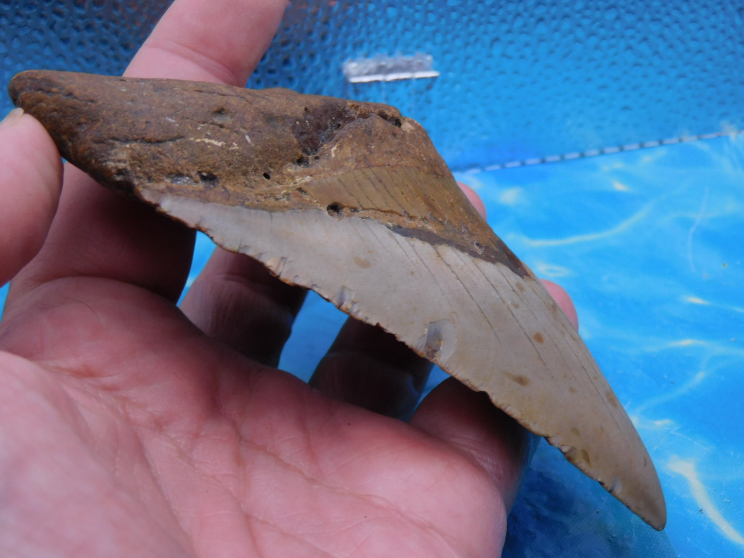 5.2  inch HUGE Megalodon Tooth
