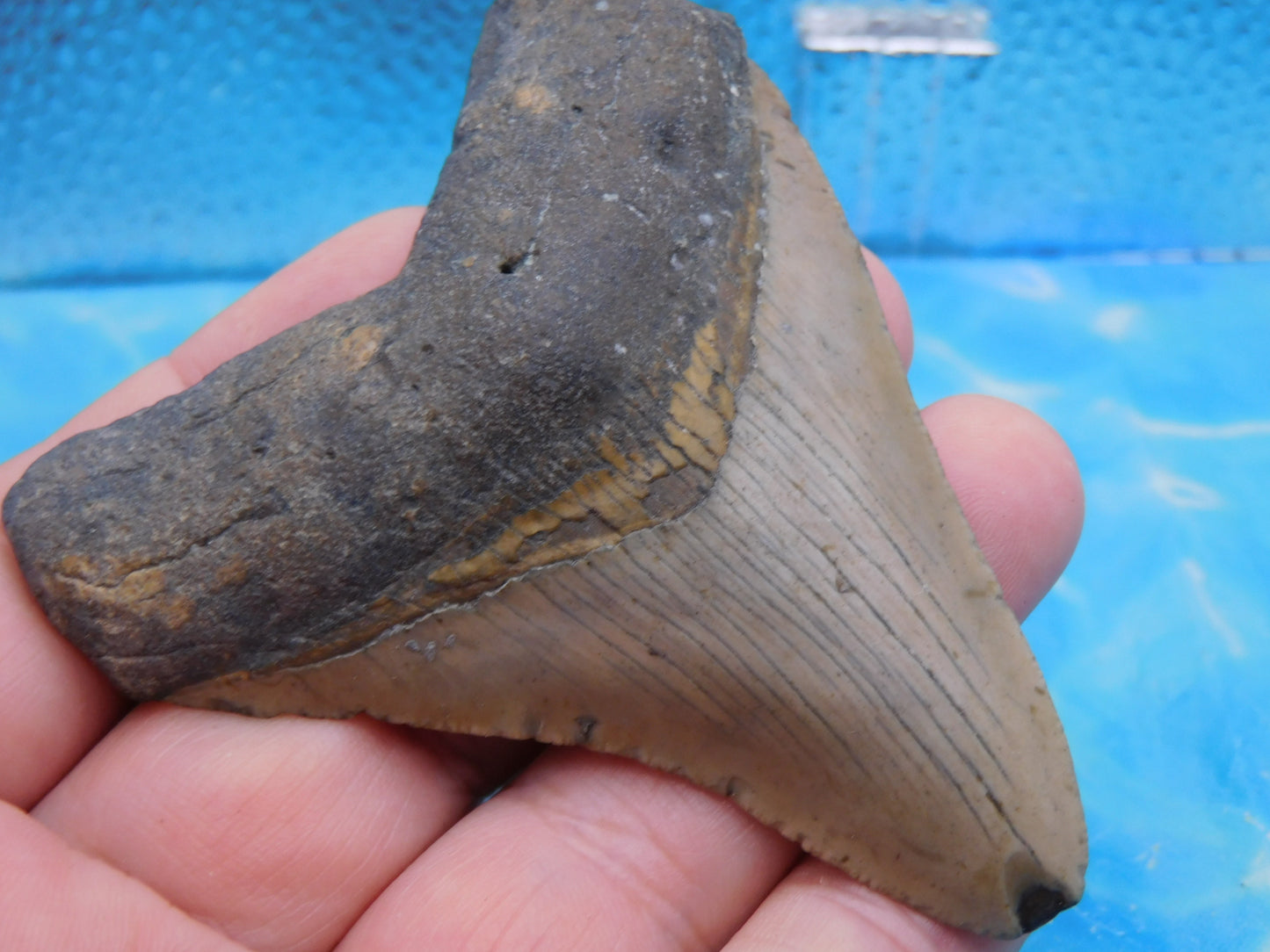 3.4  inch Megalodon Tooth