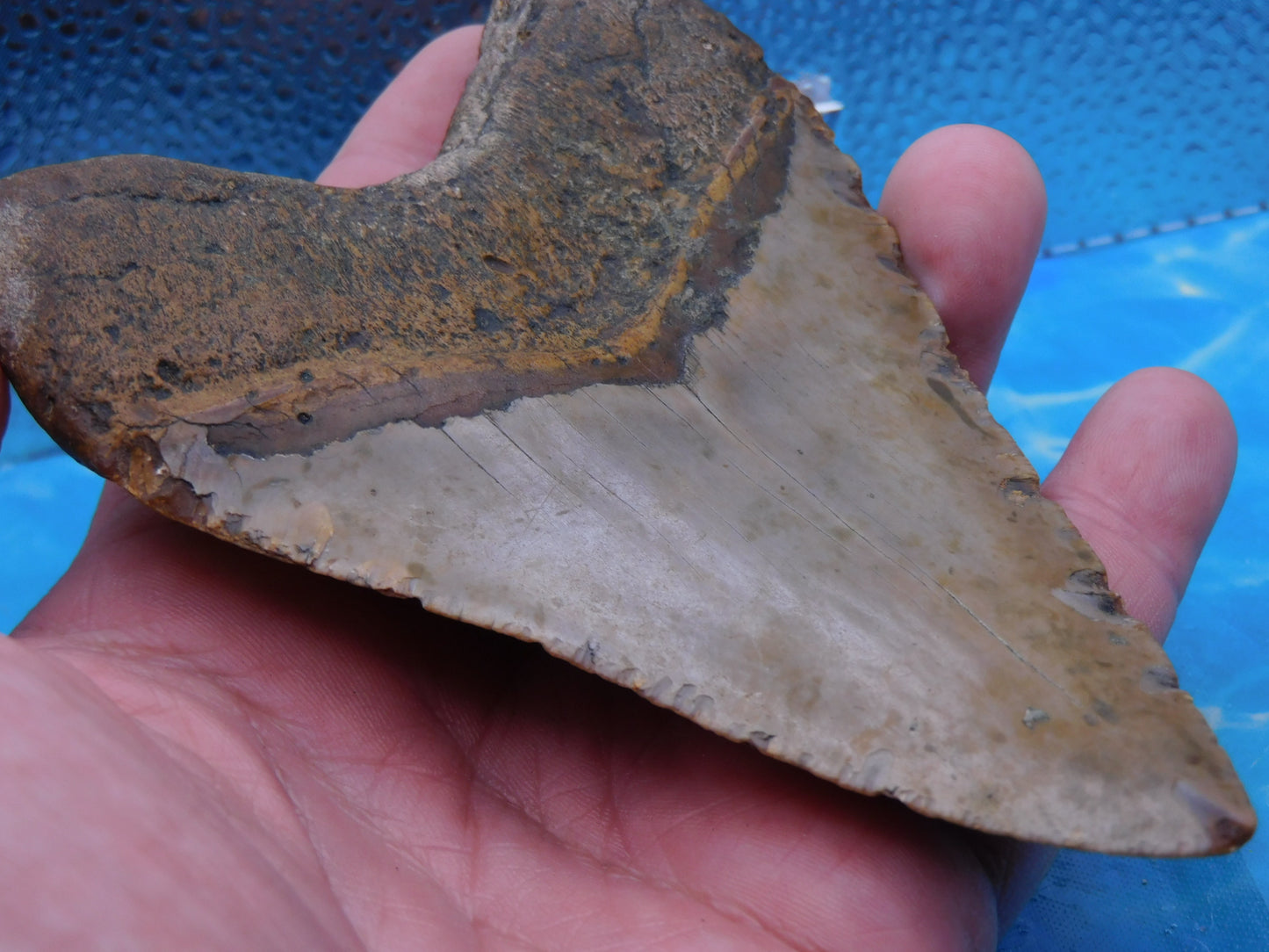 5.2  inch HUGE Megalodon Tooth