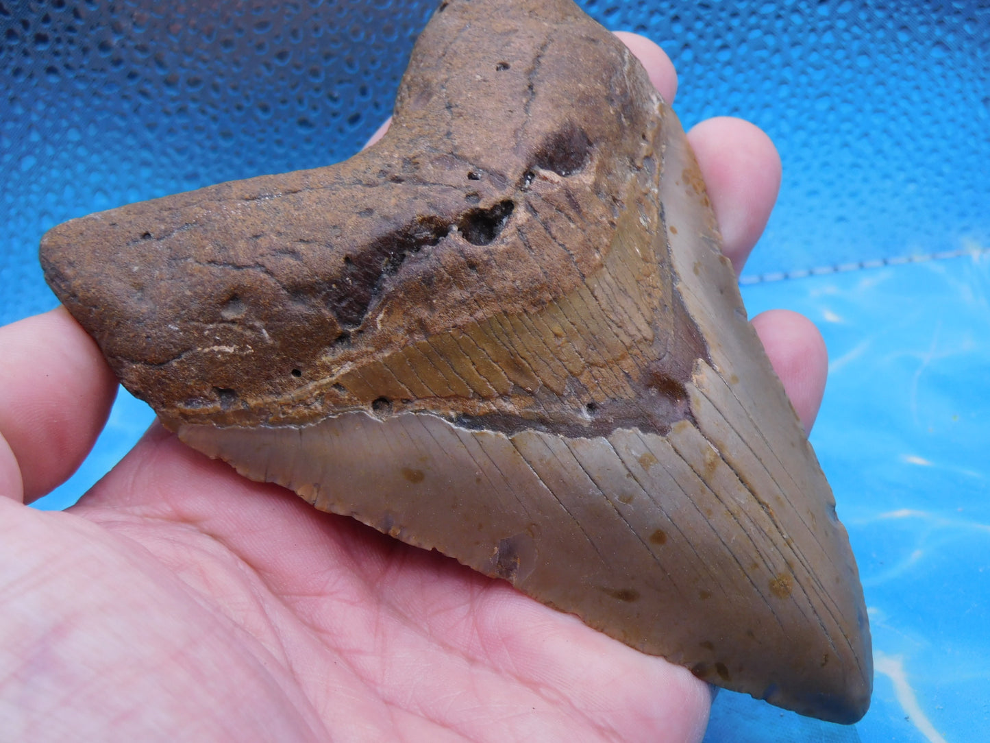 5.2  inch HUGE Megalodon Tooth