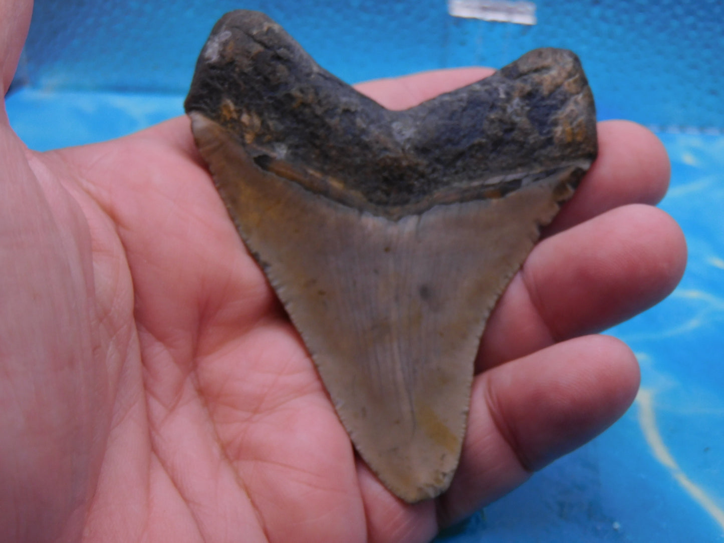 3.4  inch Megalodon Tooth
