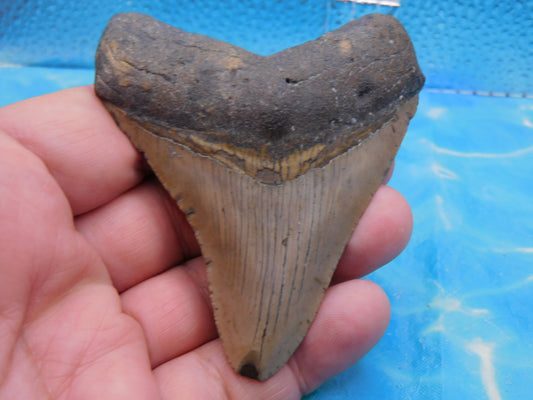3.4  inch Megalodon Tooth
