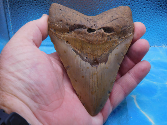 5.2  inch HUGE Megalodon Tooth