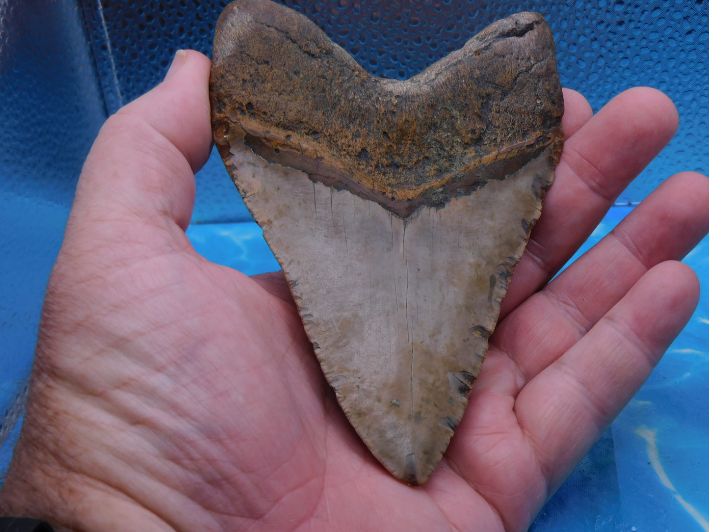 5.2  inch HUGE Megalodon Tooth