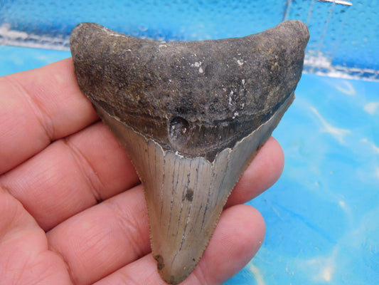 3.4  inch Megalodon Tooth
