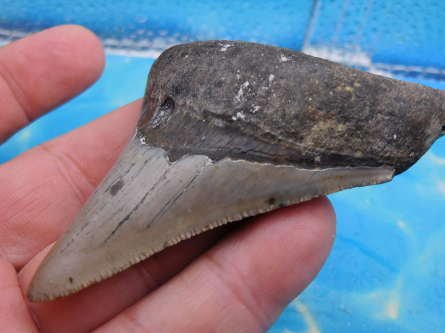 3.4  inch Megalodon Tooth