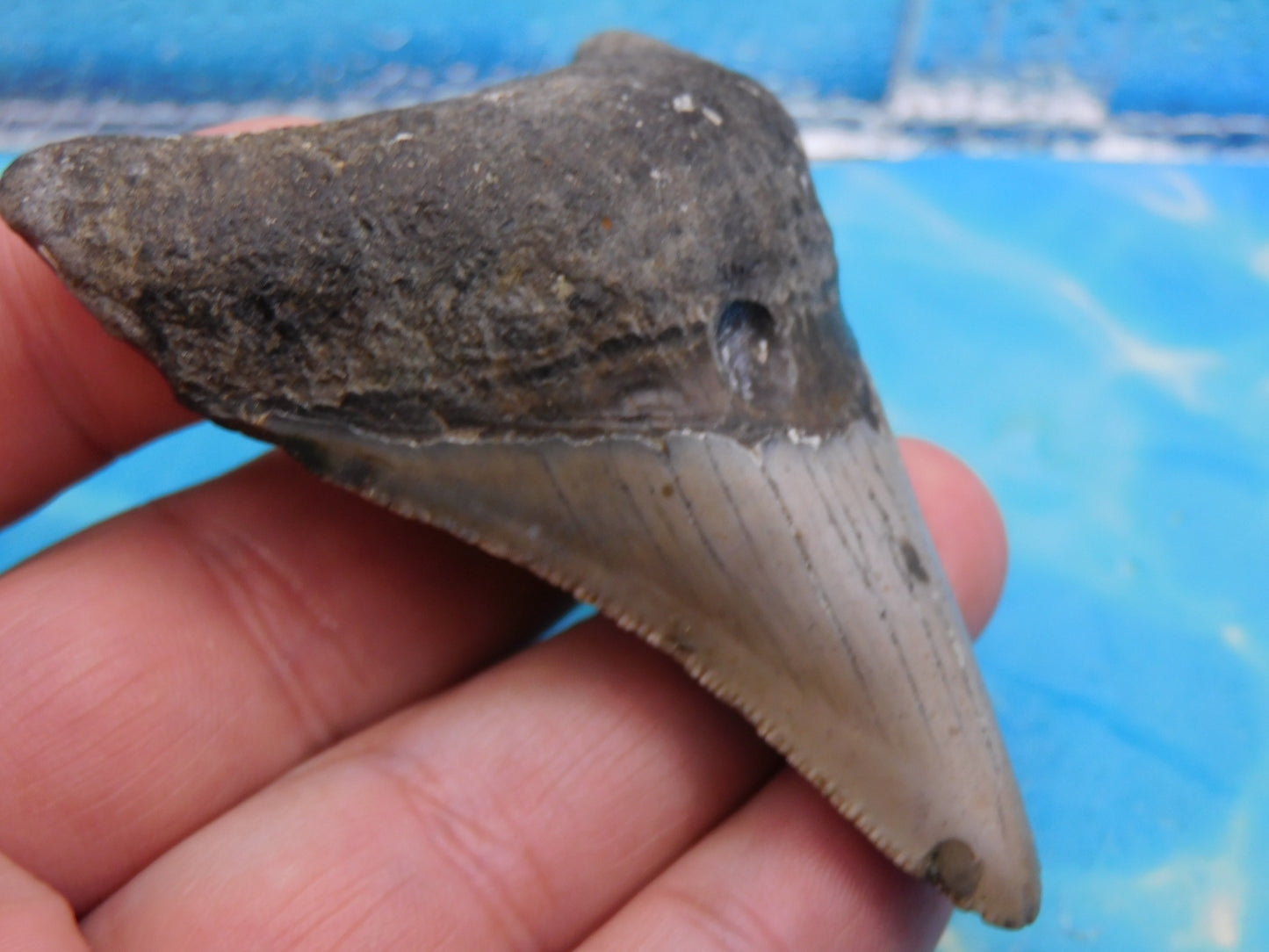 3.4  inch Megalodon Tooth