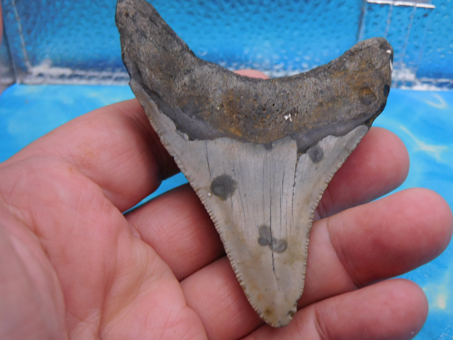 3.4  inch Megalodon Tooth