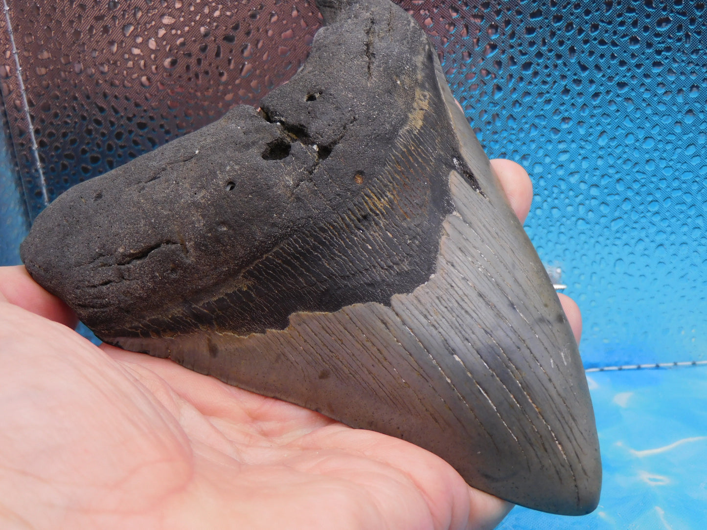 Massive 5.92 in MEG