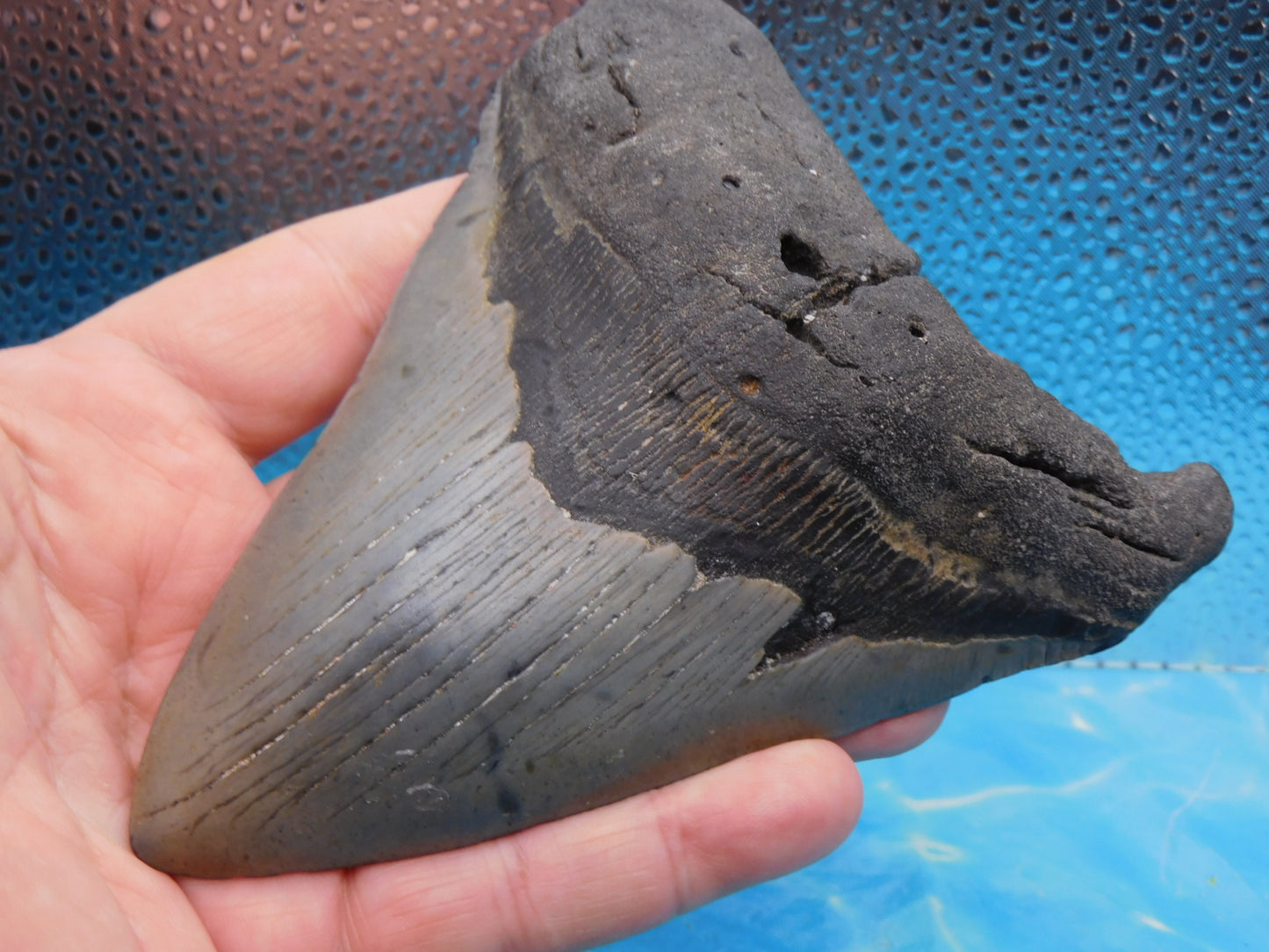 Massive 5.92 in MEG
