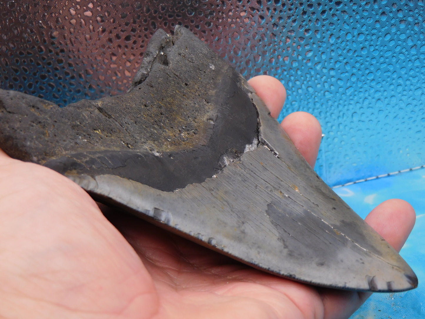 Massive 5.92 in MEG