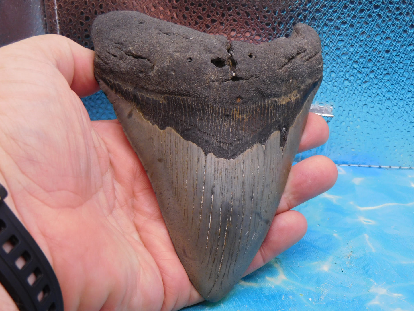 Massive 5.92 in MEG