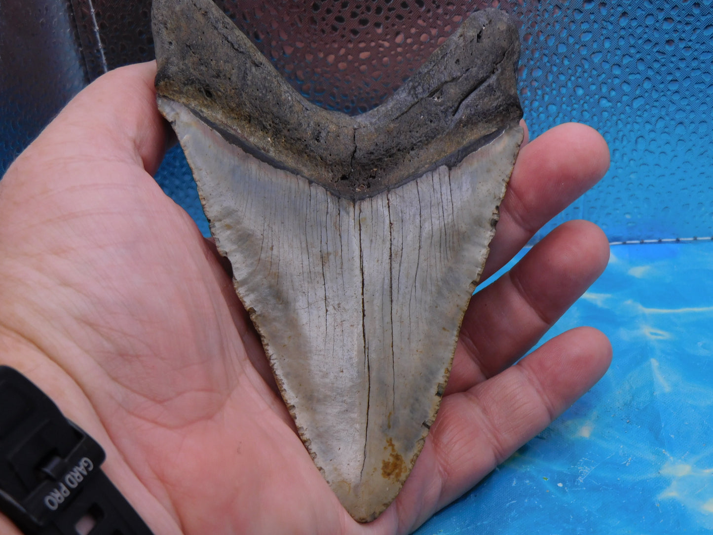 5.7 in MEG