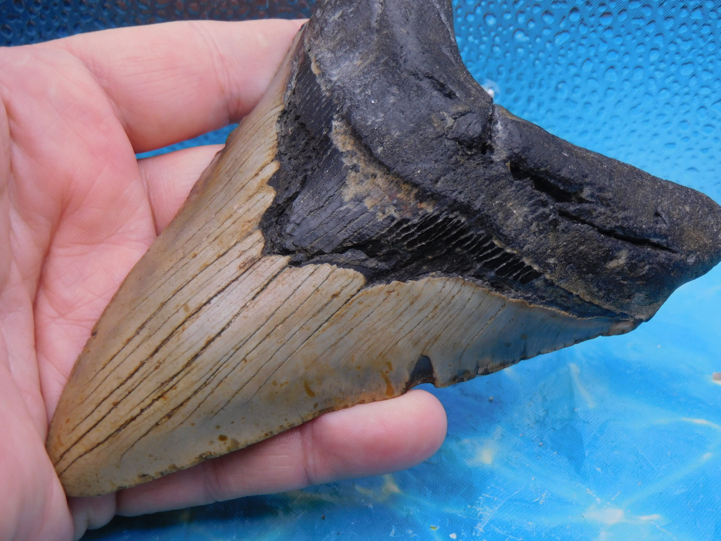 5.7 in MEG