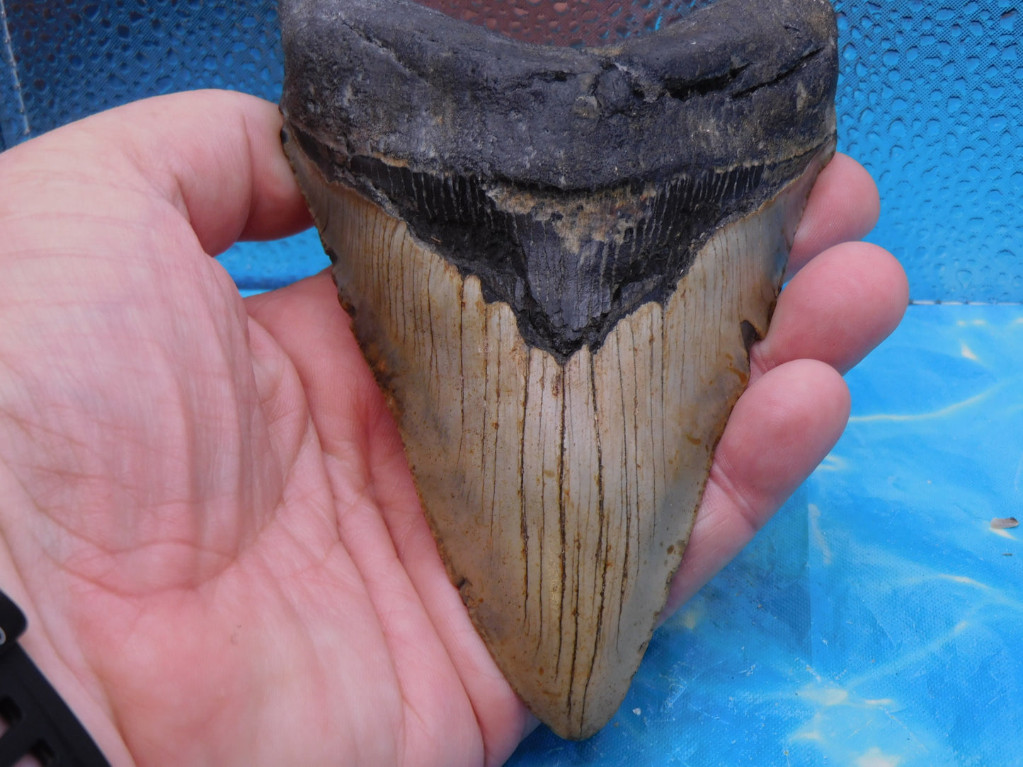 5.7 in MEG