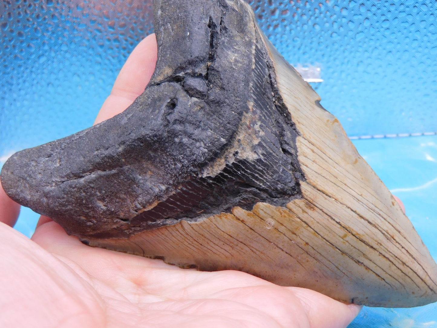 5.7 in MEG