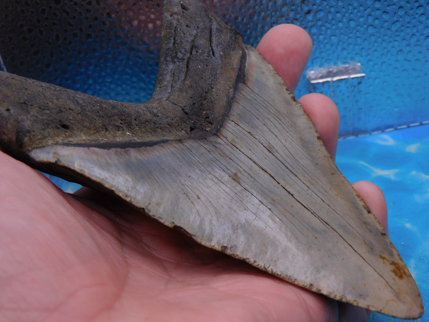 5.7 in MEG