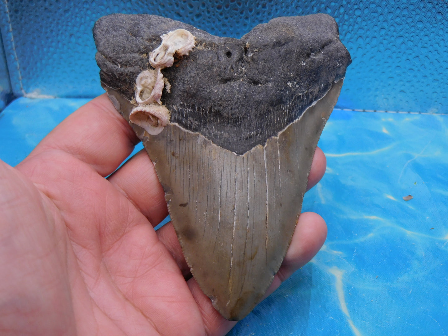 5.5 in MEG