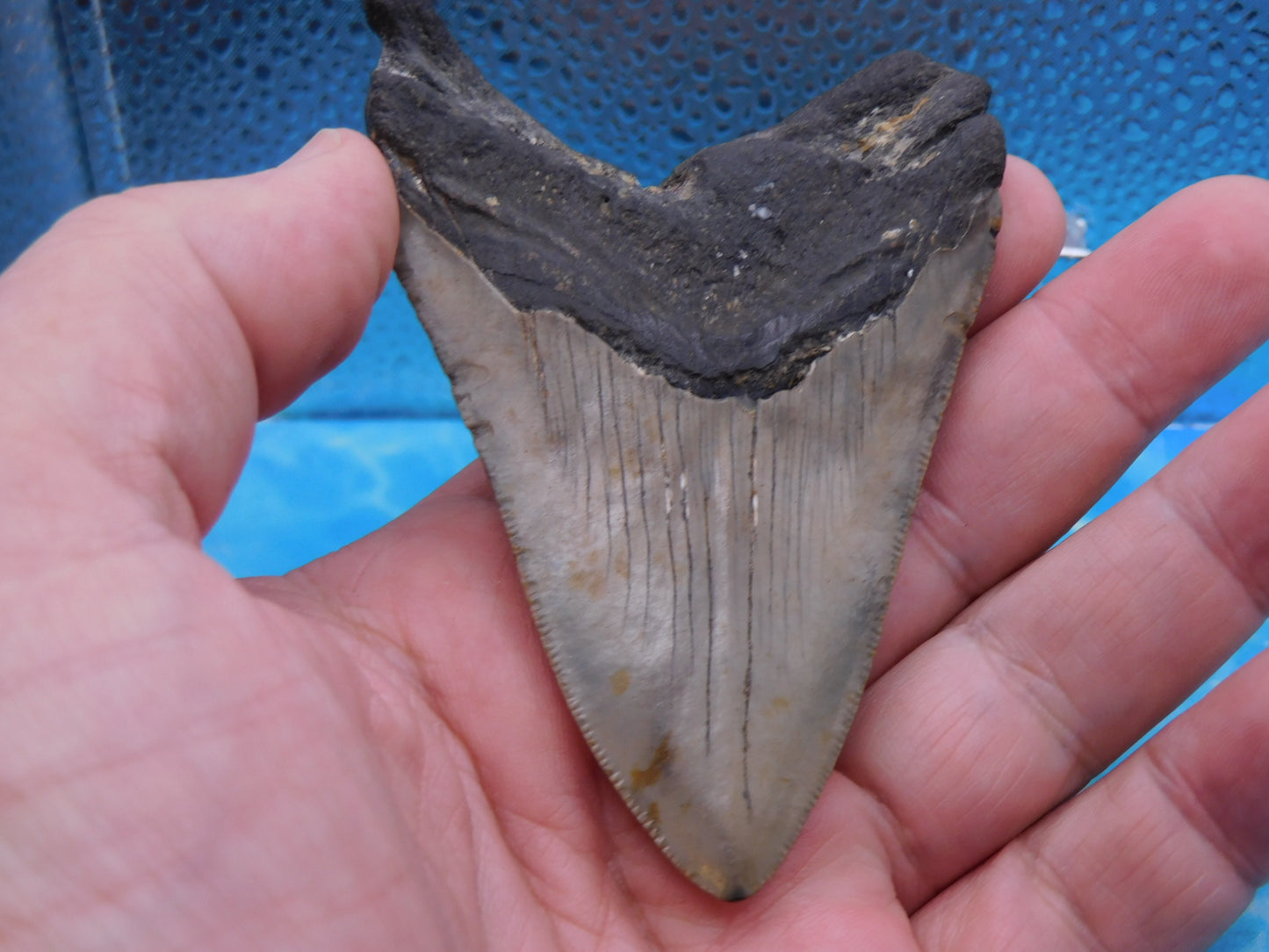 3.8 in MEG