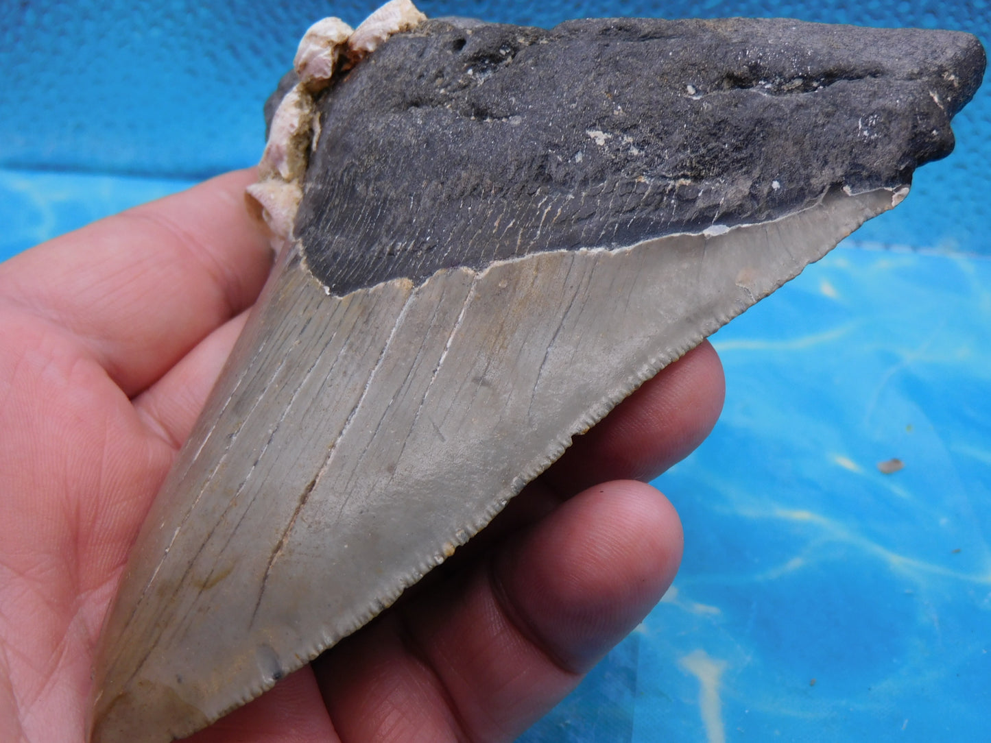 5.5 in MEG