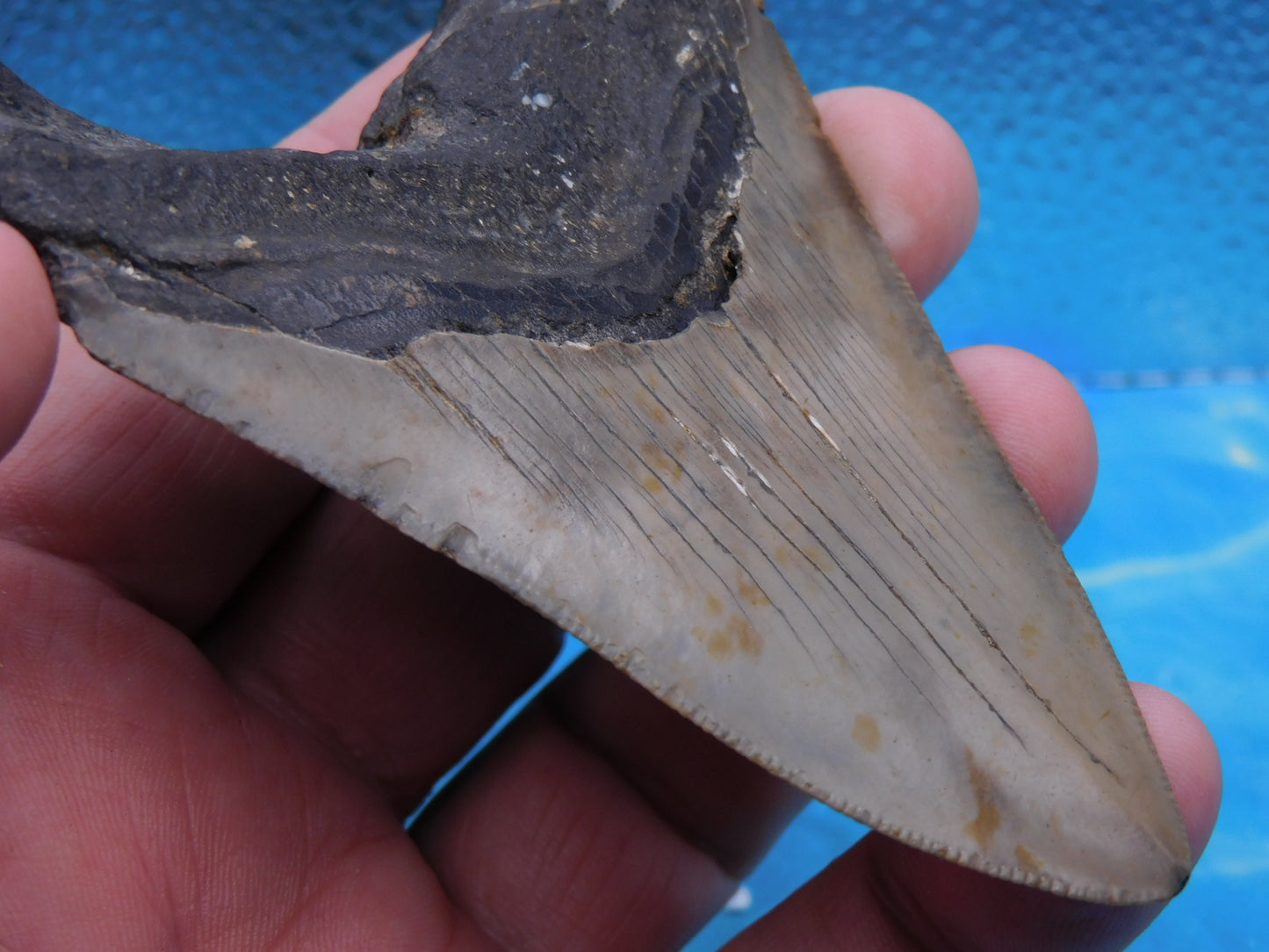 3.8 in MEG