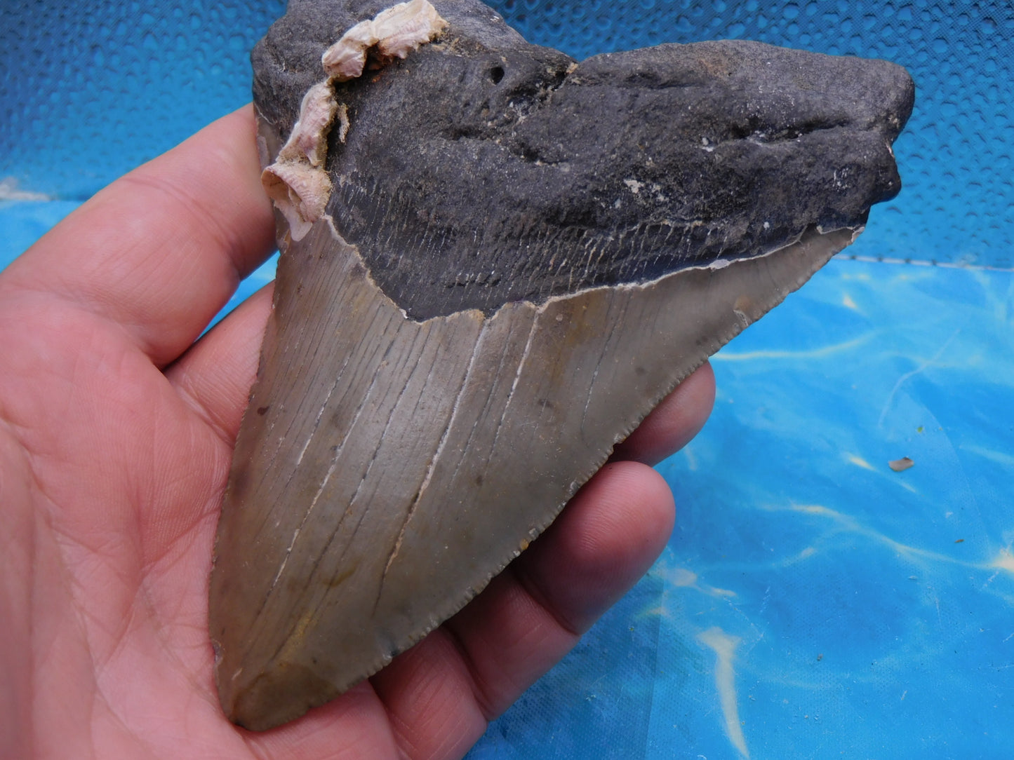 5.5 in MEG