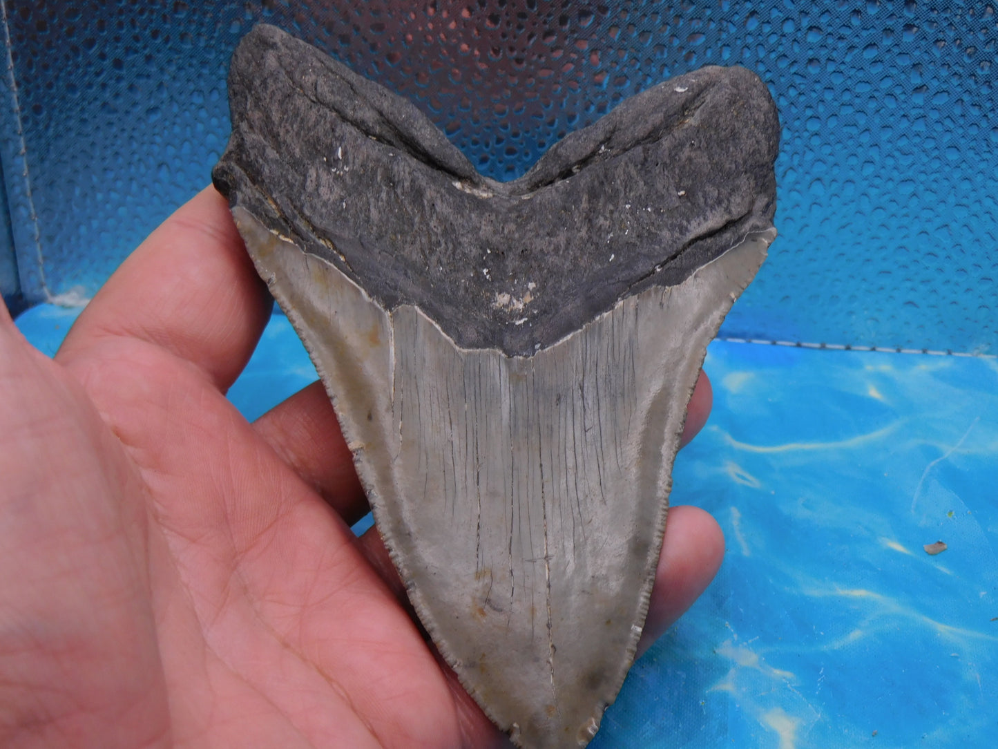 5.5 in MEG