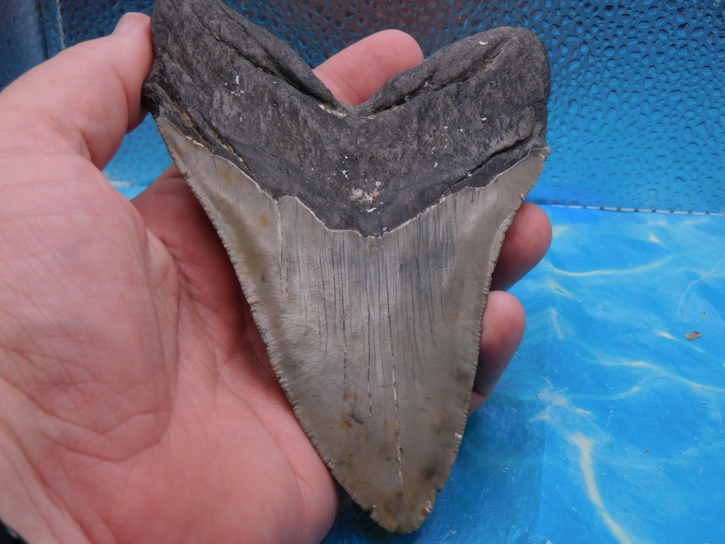 5.5 in MEG