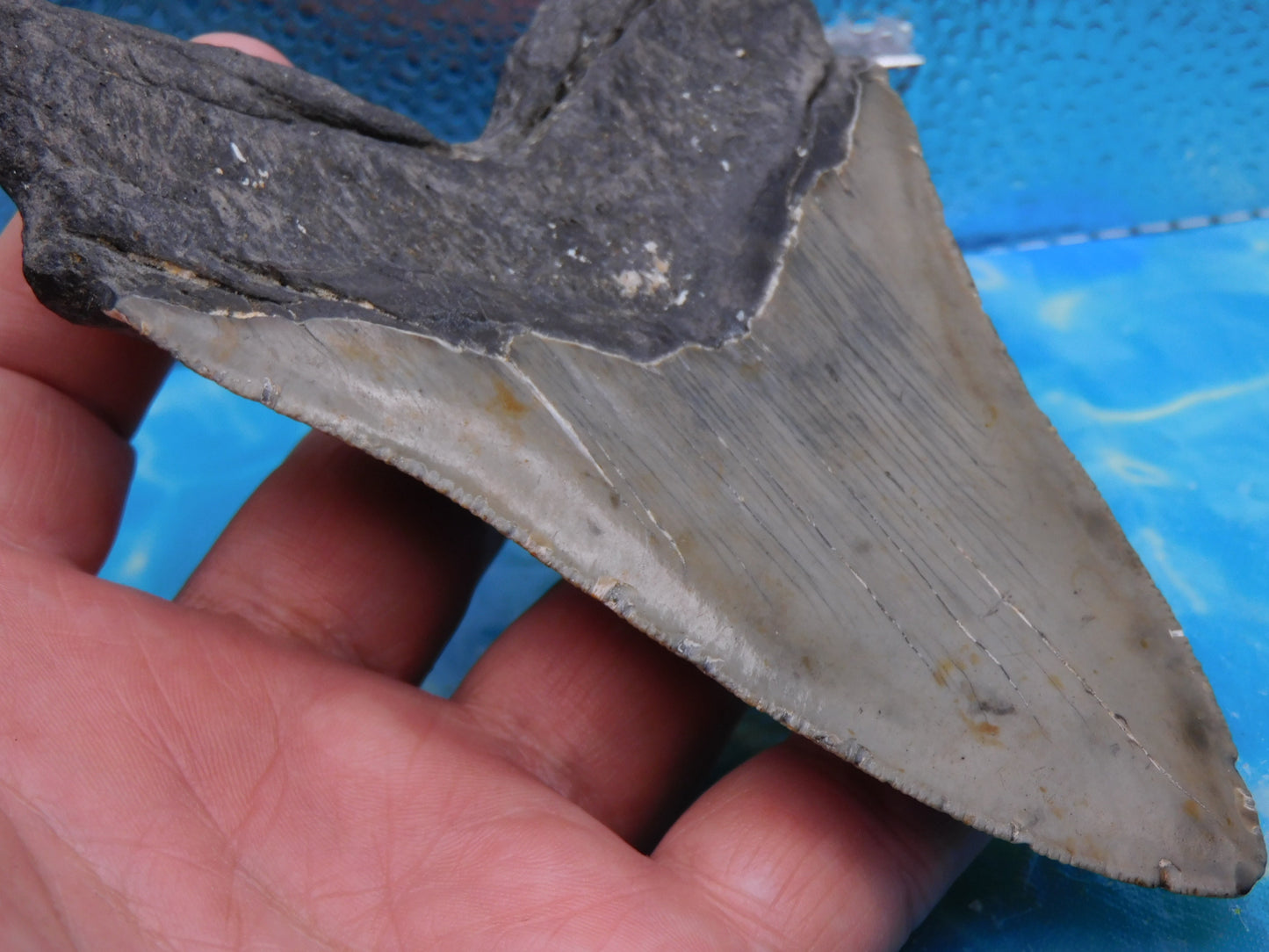 5.5 in MEG