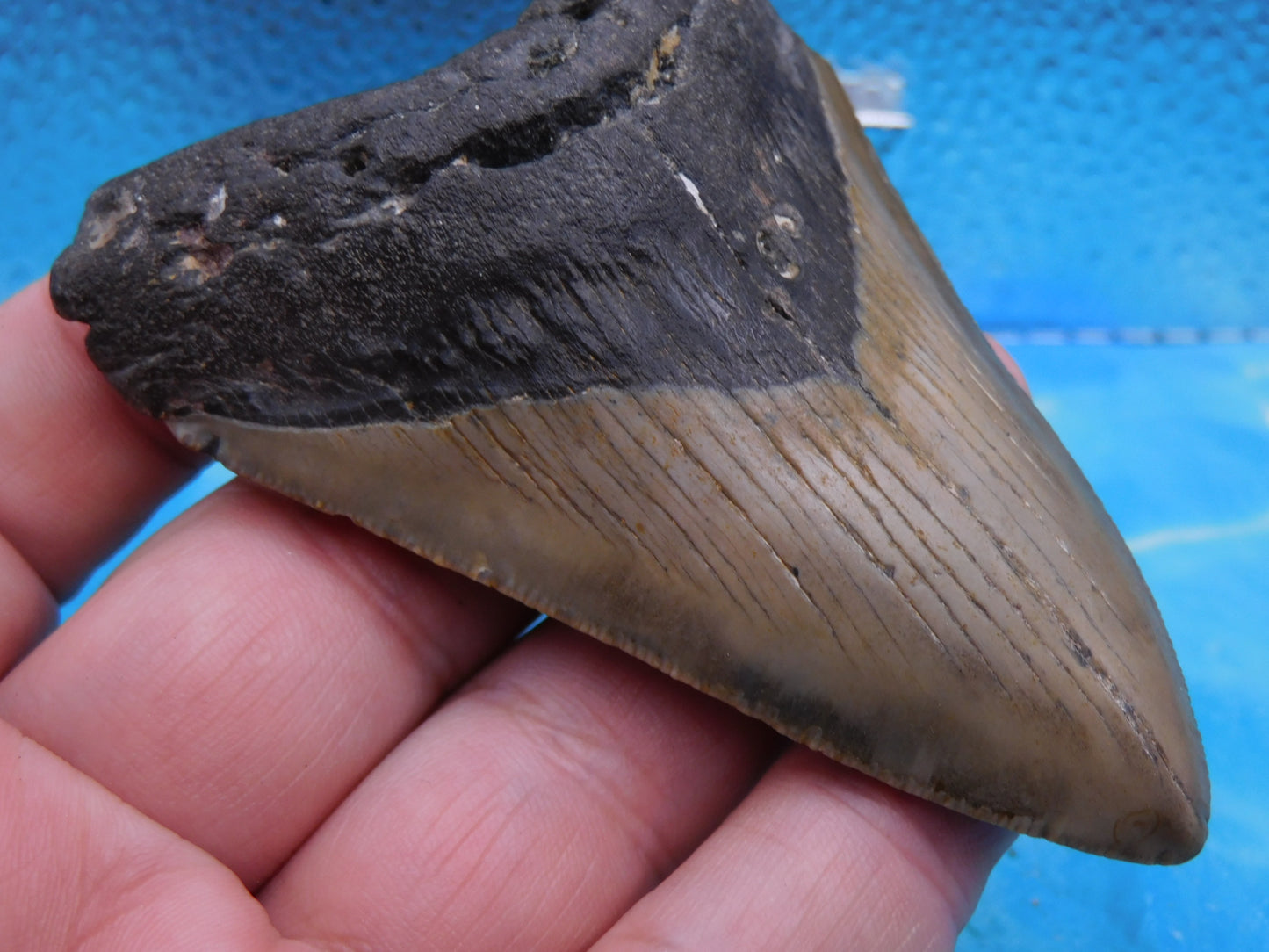 3.8 in MEG