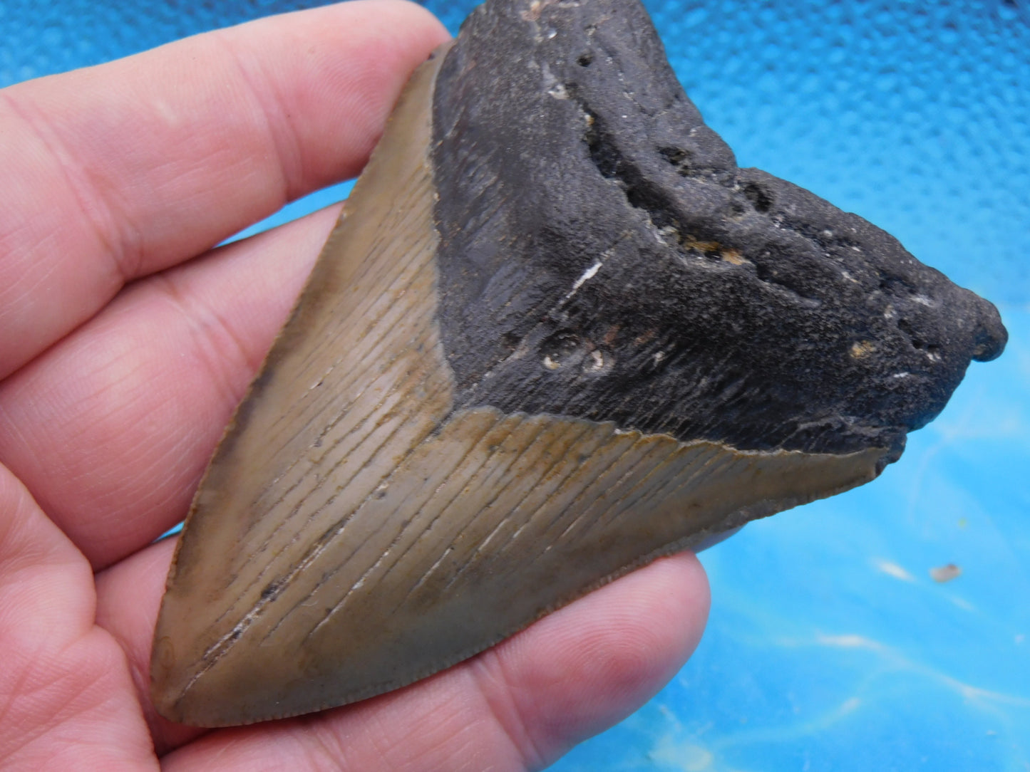 3.8 in MEG